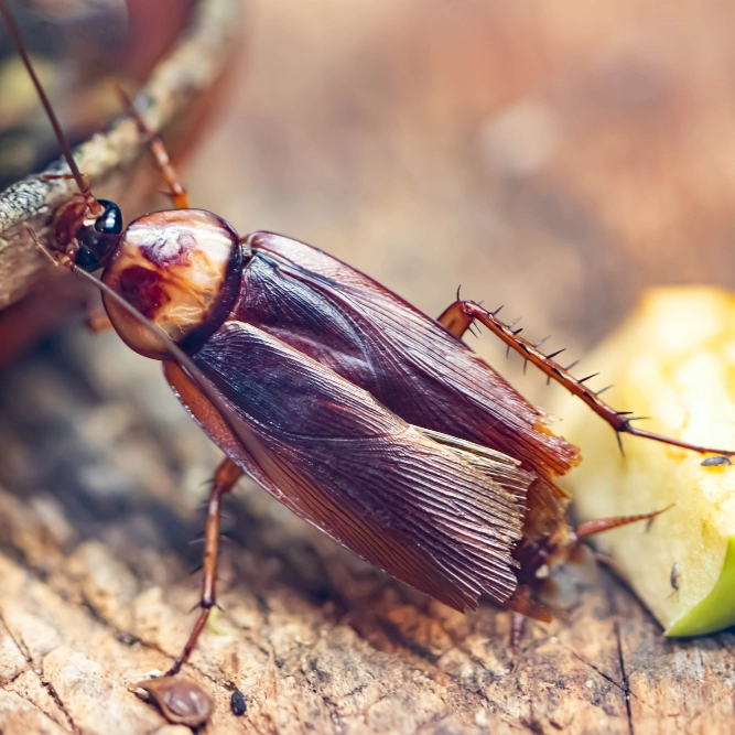 Éradication définitive des insectes nuisibles en Île-de-France