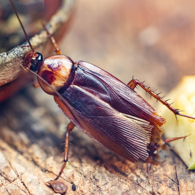 extermination de cafards