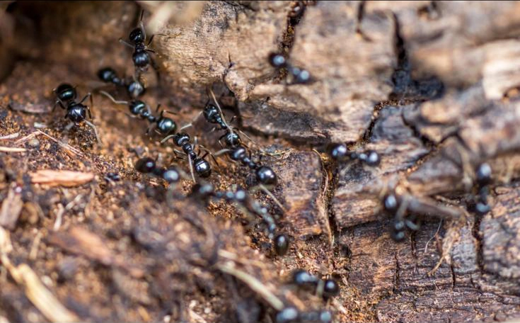 fourmis noires des jardins