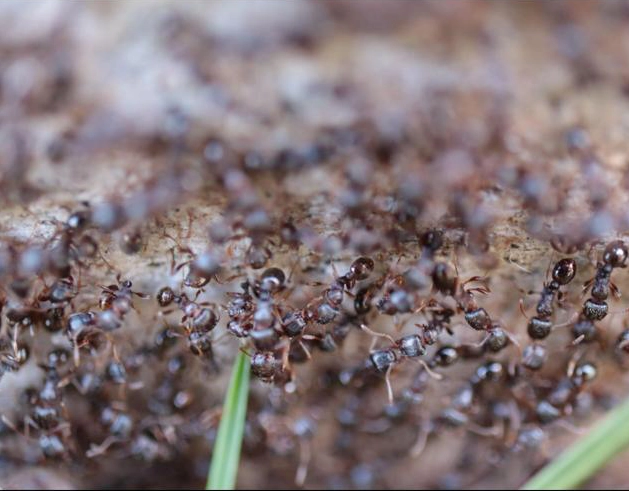 Application d'un appât gel anti-fourmis professionnel sur une piste de fourrage
