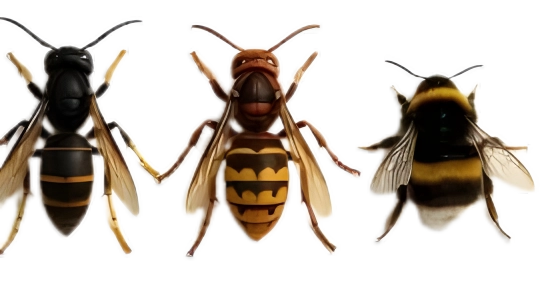 Planche d'identification comparative : frelon asiatique, frelon européen et bourdon vus de dessus