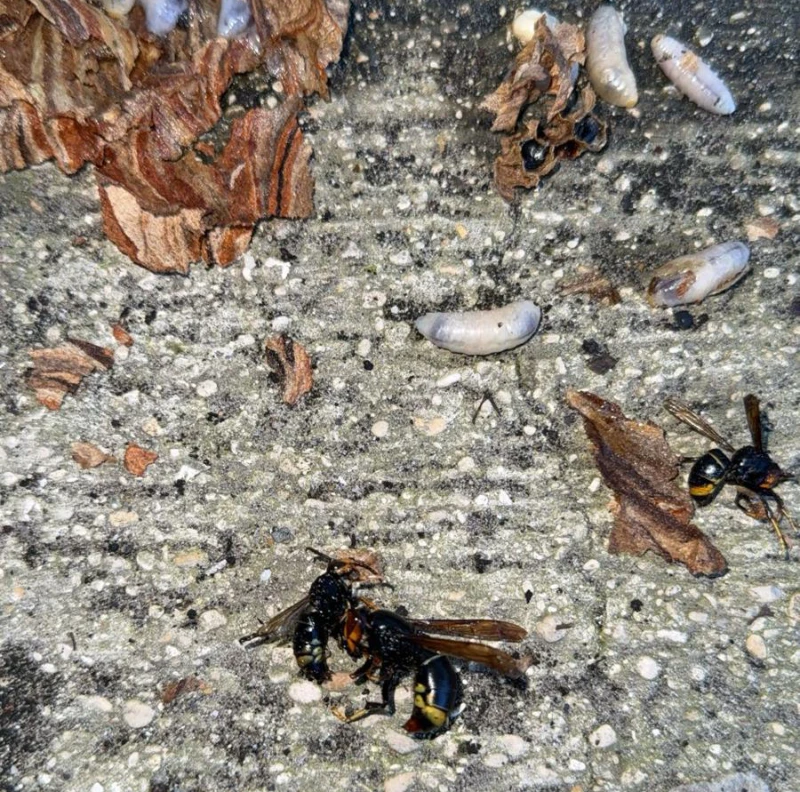 Frelons asiatiques et larves blanches au sol après destruction d'un nid de frelons