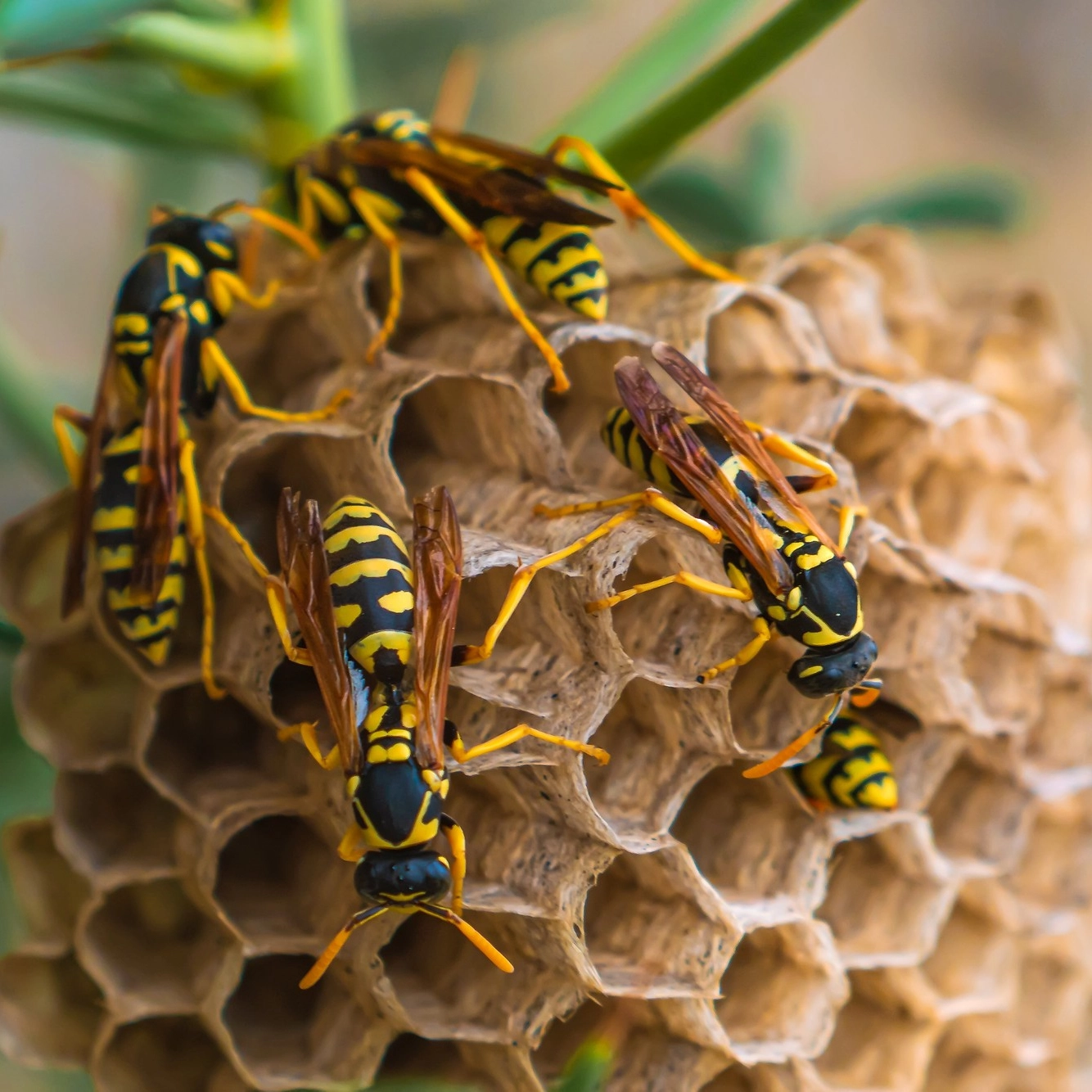 Éradication définitive des insectes nuisibles en Île-de-France