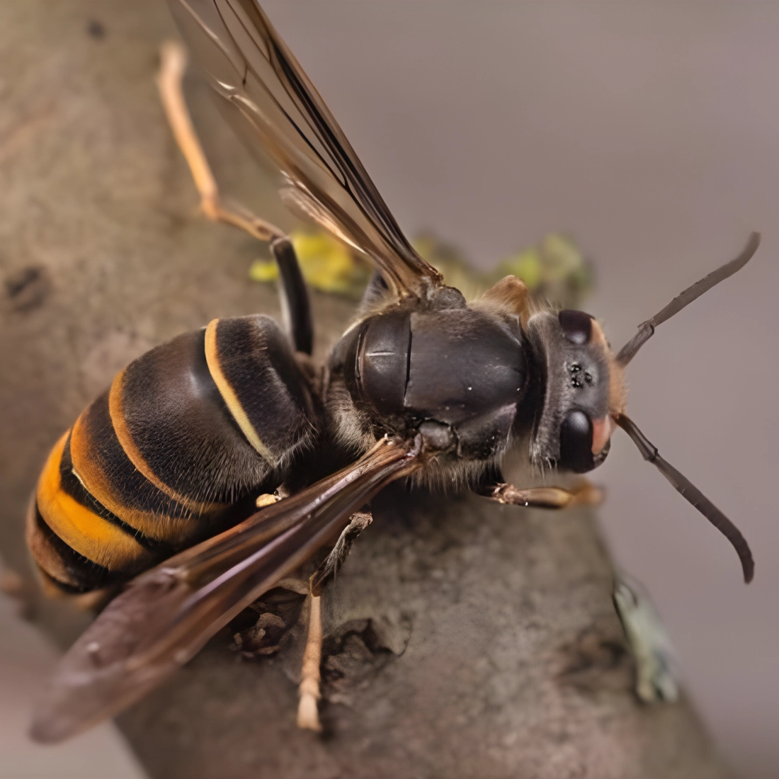 Éradication définitive des insectes nuisibles en Île-de-France