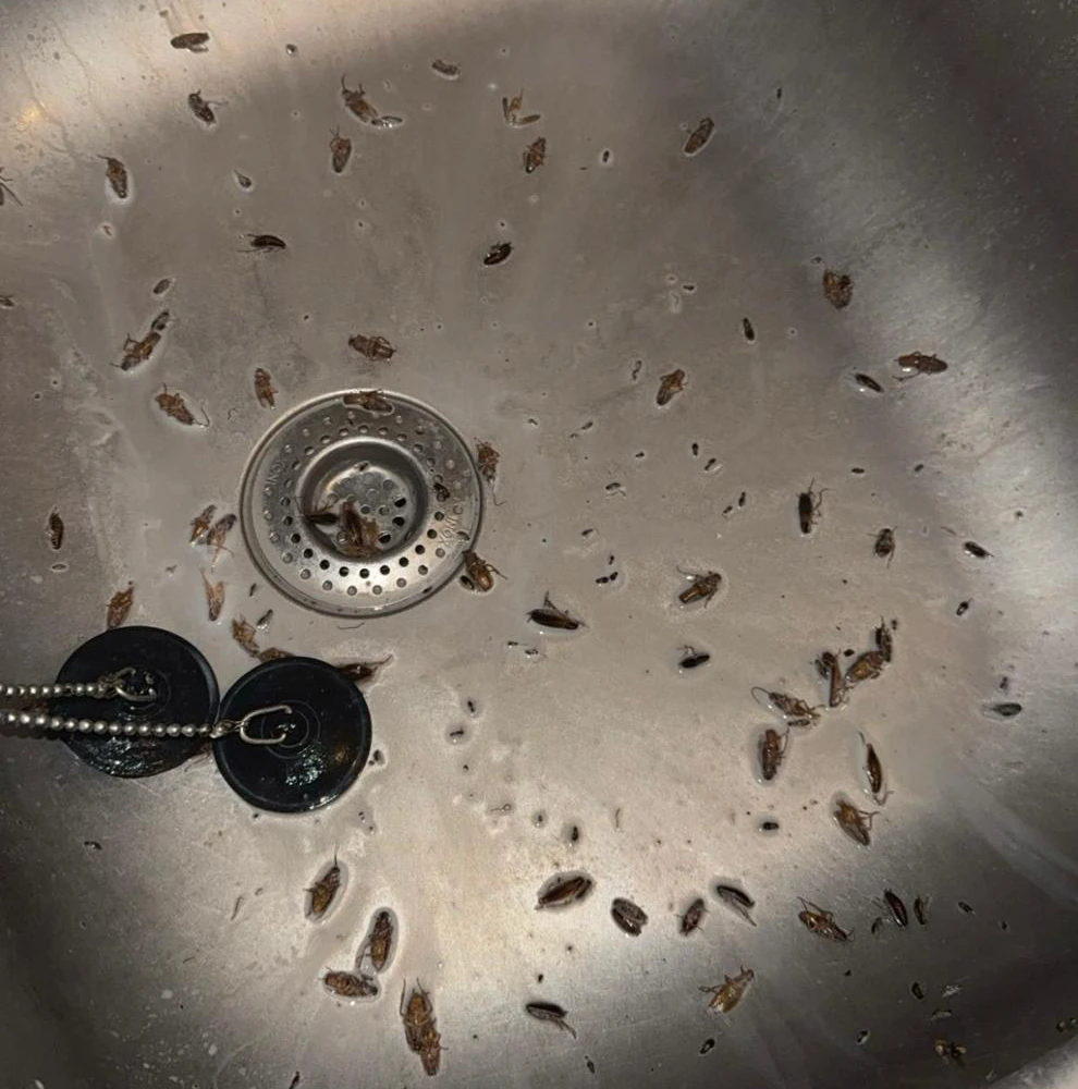 Évier de cuisine envahi par des nymphes de blattes germaniques en grand nombre