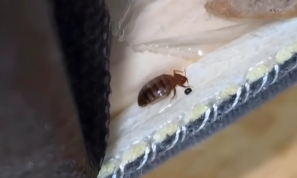 Les housses de matelas et de sommier anti-punaises peuvent empêcher les punaises de lit de s'installer dans votre lit.