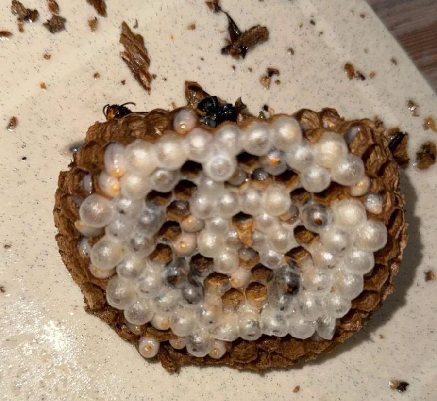 Nid de guêpes ouvert révélant les alvéoles avec œufs et larves blanches