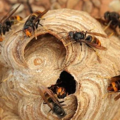 destruction de nid de guepes et frelons