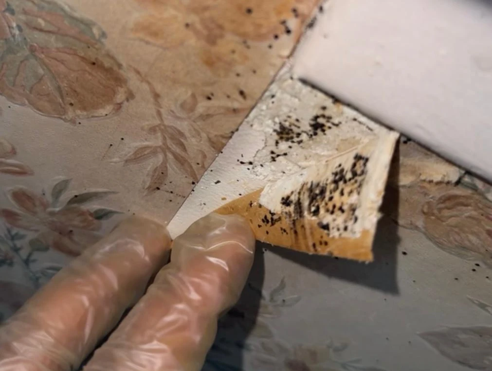 Décollement de papier peint révélant des traces noires et excréments de punaises de lit