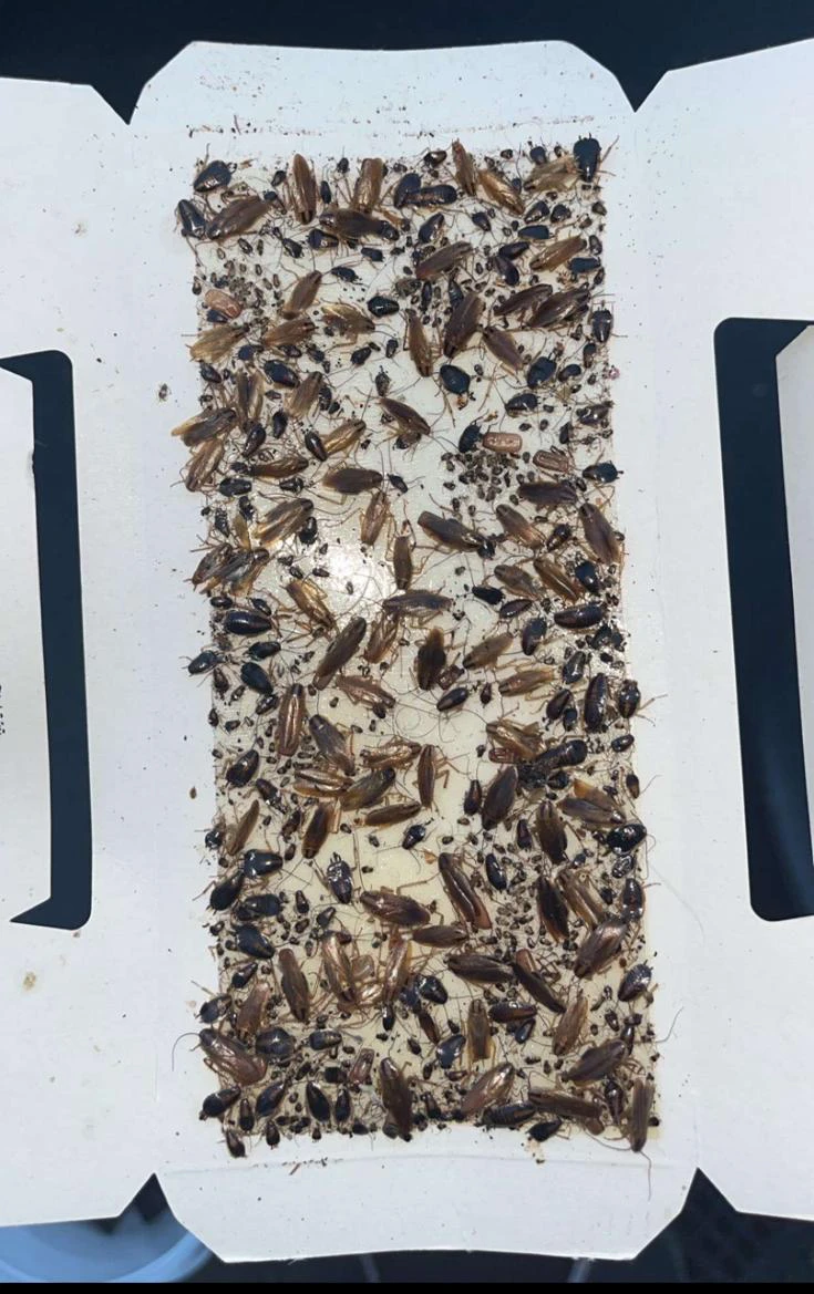 Piège englué professionnel utilisé pour la détection et le monitoring des cafards en cuisine