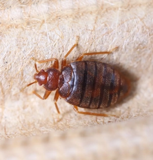 extermination de punaises de lit