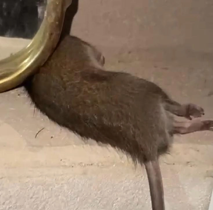 Rat éliminé après intervention de dératisation professionnelle avec rodenticide homologué