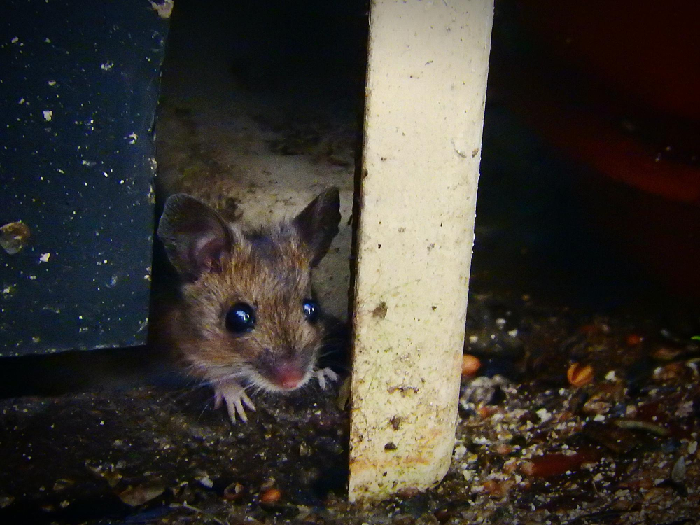 Les risques sanitaires liés aux rongeurs