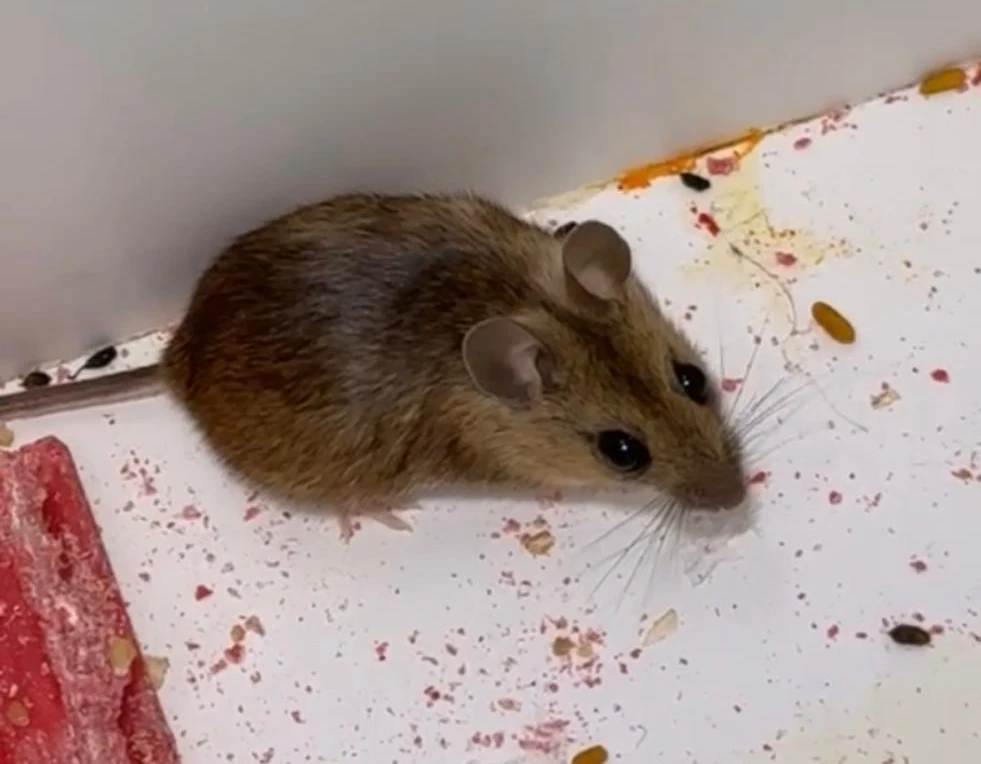 Souris consommant un appât rodenticide professionnel placé en station d'appâtage sécurisée